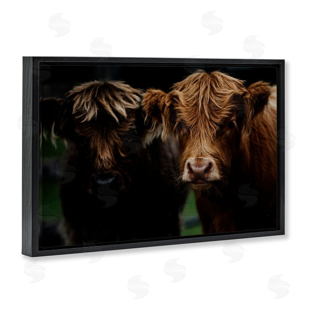Amy Carroll Cow Faces Highland Pair Black Floating Frame Canvas Wall Art Print