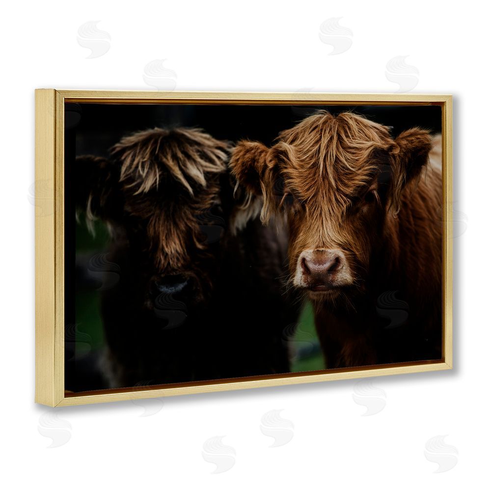 Amy Carroll Cow Faces Highland Pair Gold Floating Frame Canvas Wall Art Print