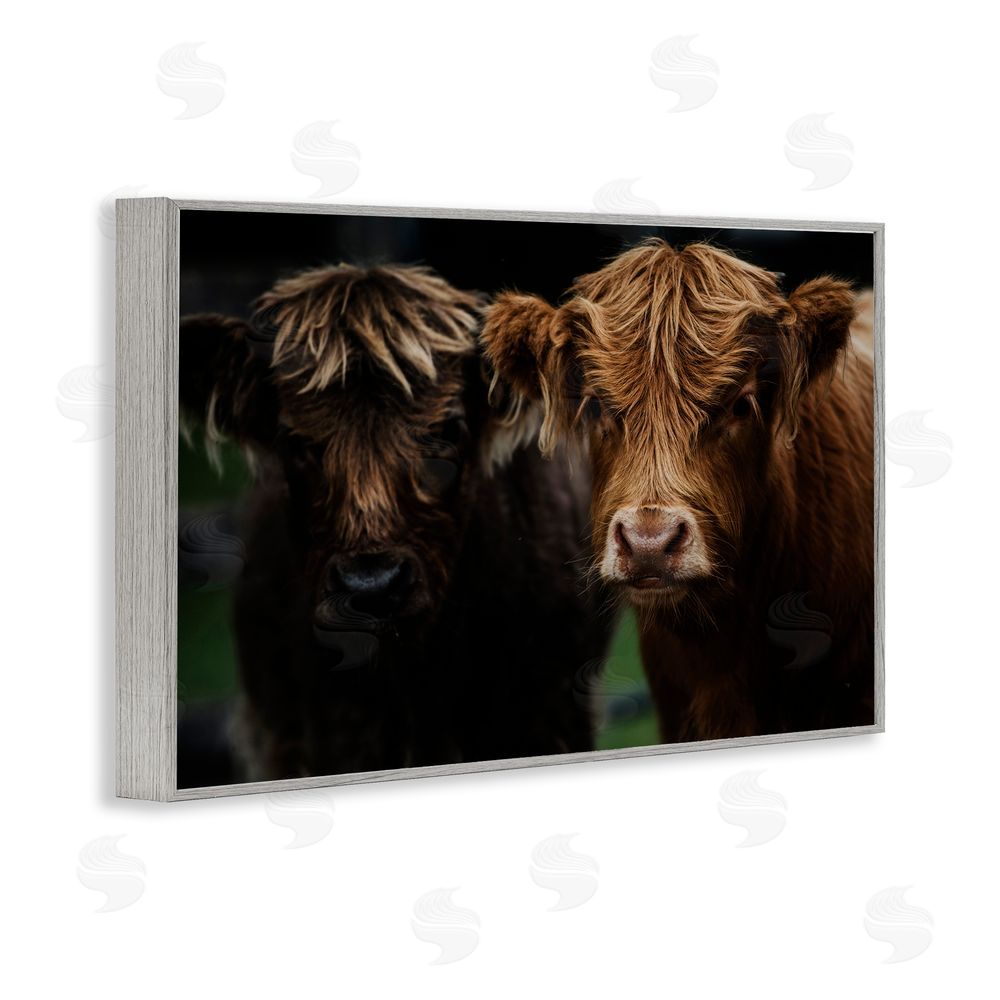 Amy Carroll Cow Faces Highland Pair Gray Framed Giclee Print Wall Art