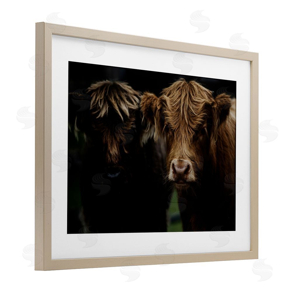 Amy Carroll Cow Faces Highland Pair Brown Framed Print Under Glass Wall Art