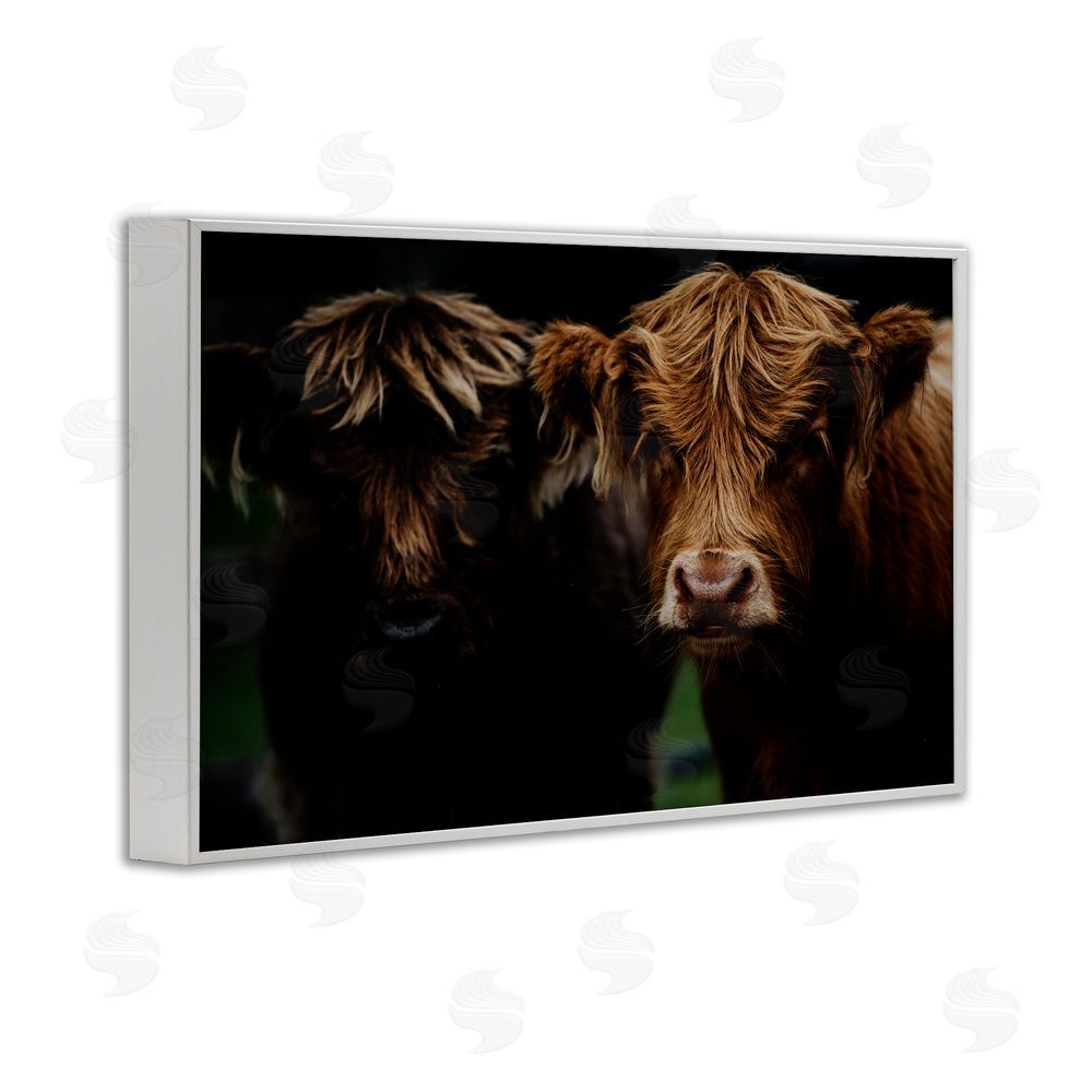 Amy Carroll Cow Faces Highland Pair White Framed Giclee Print Wall Art
