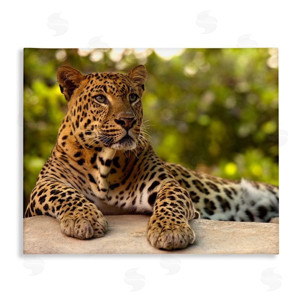 MJ Photography Leopard Gazing Relaxation Stretched Canvas Wall Art Print