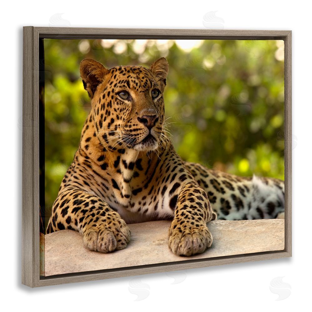 MJ Photography Leopard Gazing Relaxation Brown Floating Frame Canvas Wall Art Print