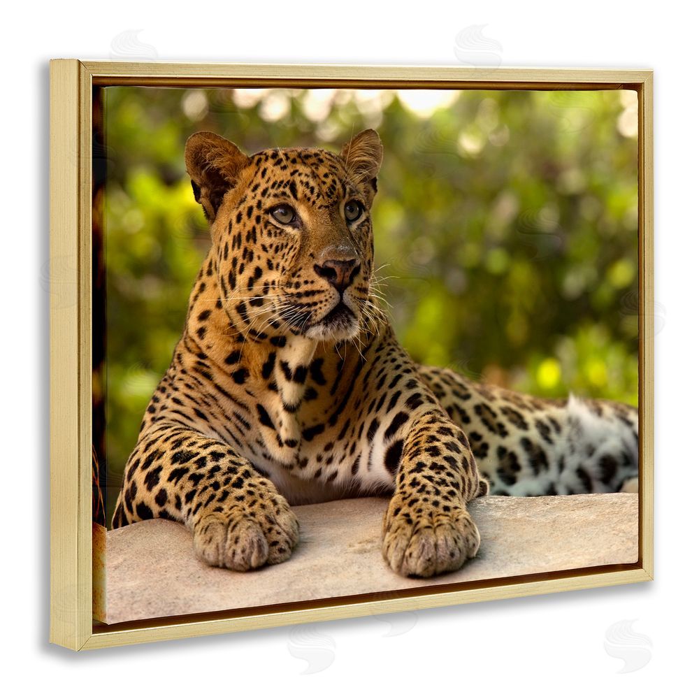 MJ Photography Leopard Gazing Relaxation Gold Floating Frame Canvas Wall Art Print