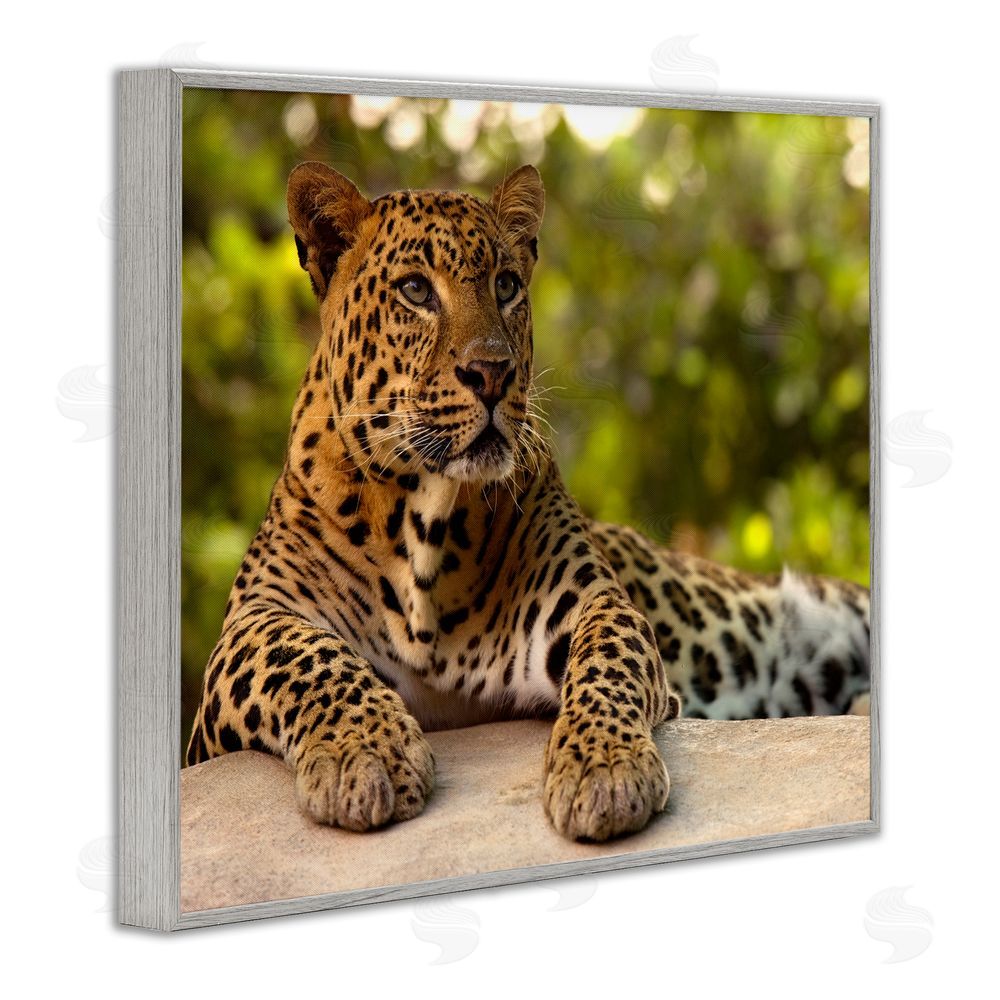 MJ Photography Leopard Gazing Relaxation Gray Framed Giclee Print Wall Art