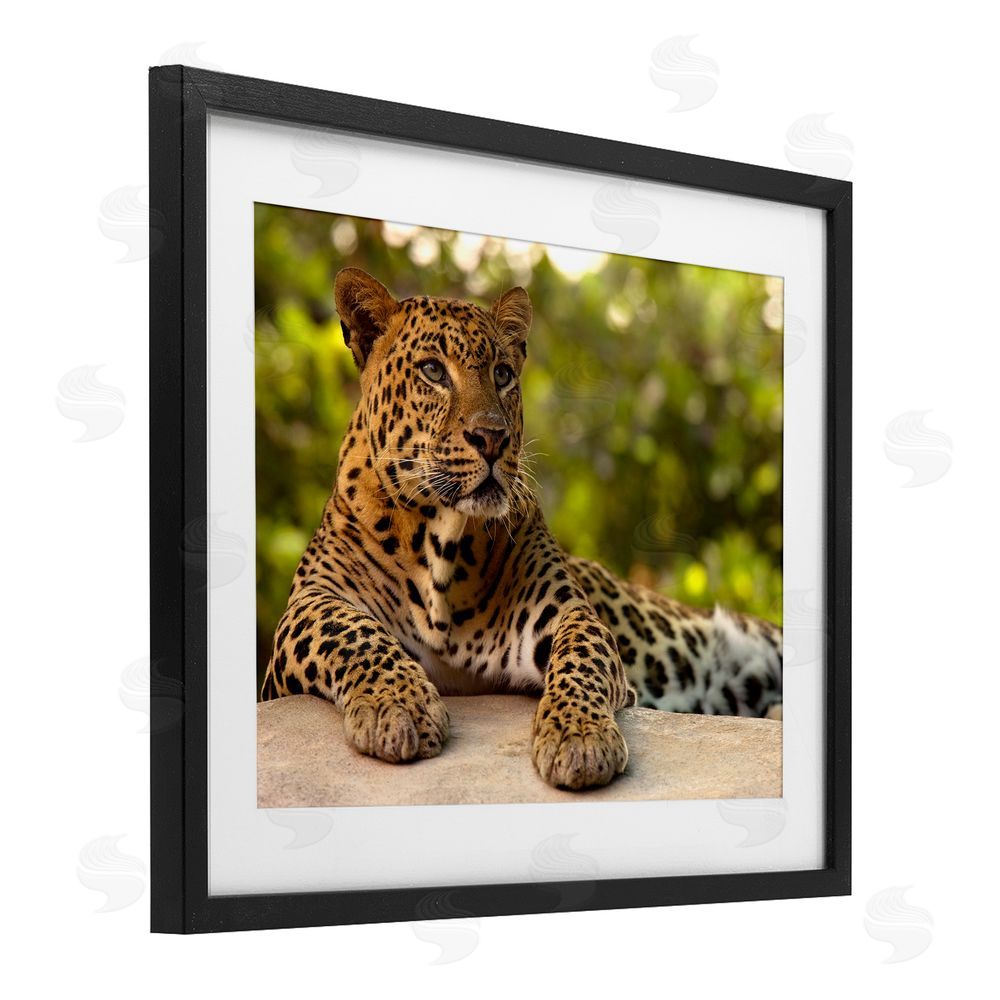 MJ Photography Leopard Gazing Relaxation Black Framed Print Under Glass Wall Art