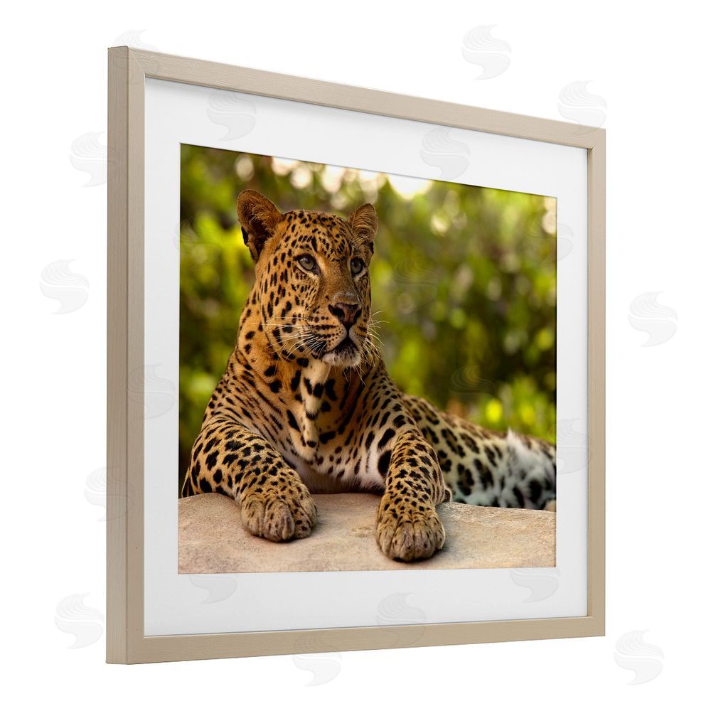 MJ Photography Leopard Gazing Relaxation Brown Framed Print Under Glass Wall Art