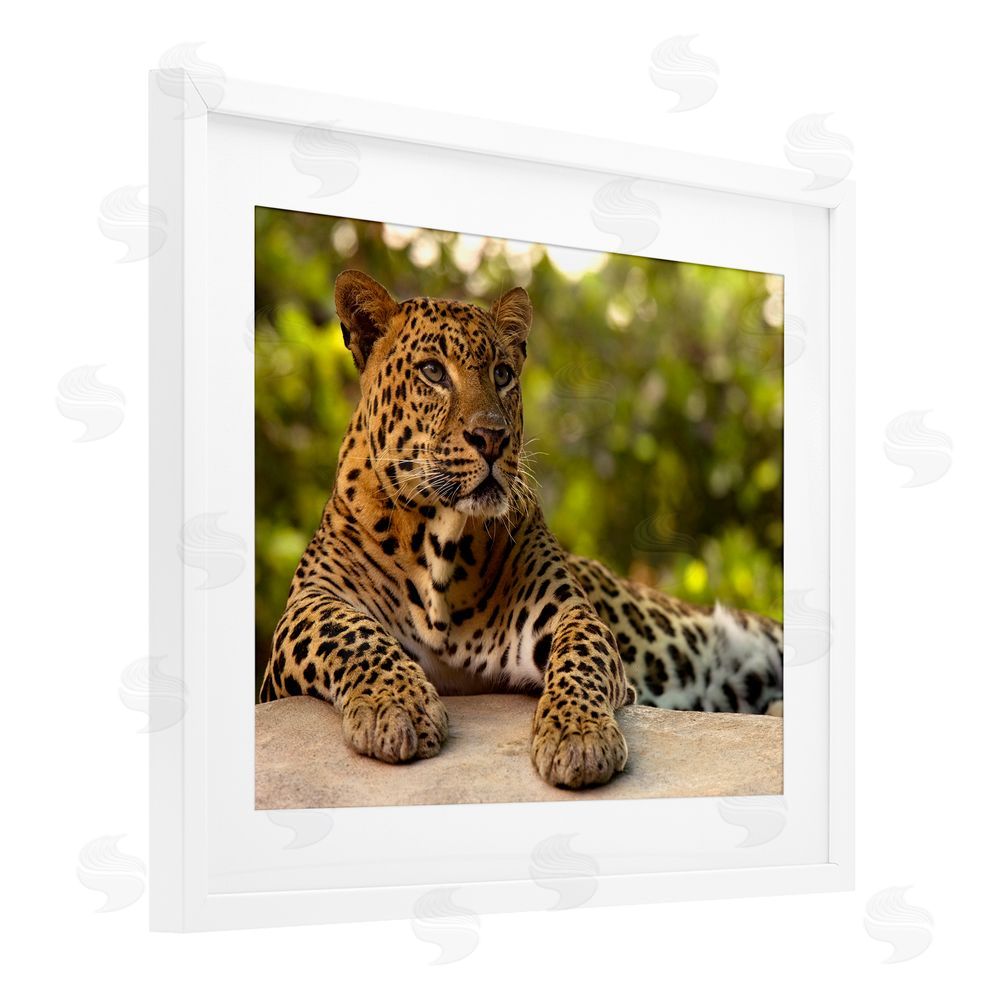 MJ Photography Leopard Gazing Relaxation White Framed Print Under Glass Wall Art