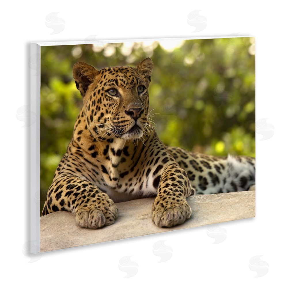 MJ Photography Leopard Gazing Relaxation Wooden Wall Plaque Art Print