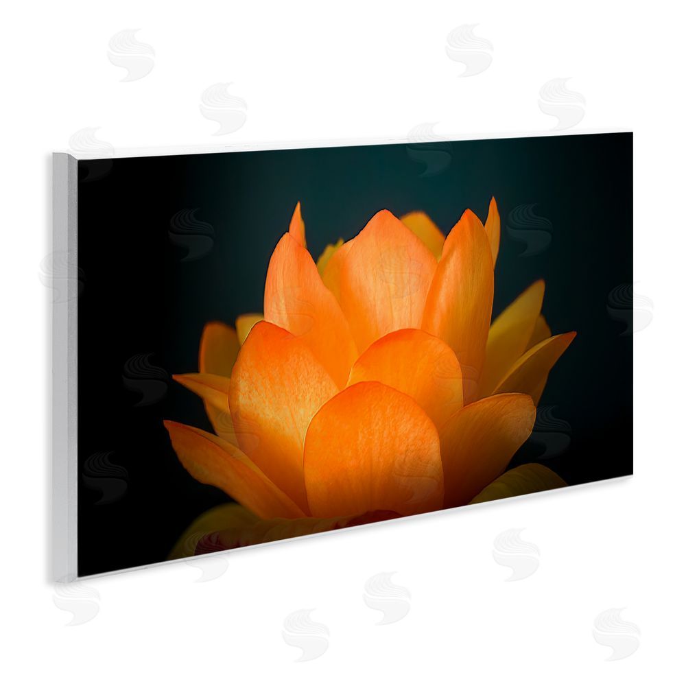 Phillip Flowers Glowing Orange Lotus Wooden Wall Plaque Art Print