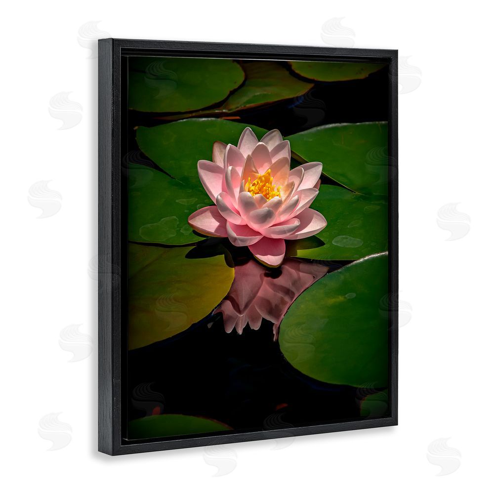 Phillip Flowers Pink Lotus Among Lily Pads Black Floating Frame Canvas Wall Art Print