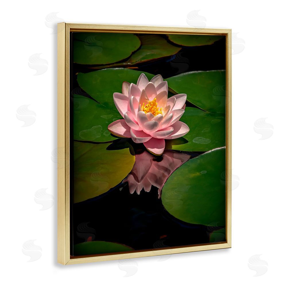Phillip Flowers Pink Lotus Among Lily Pads Gold Floating Frame Canvas Wall Art Print