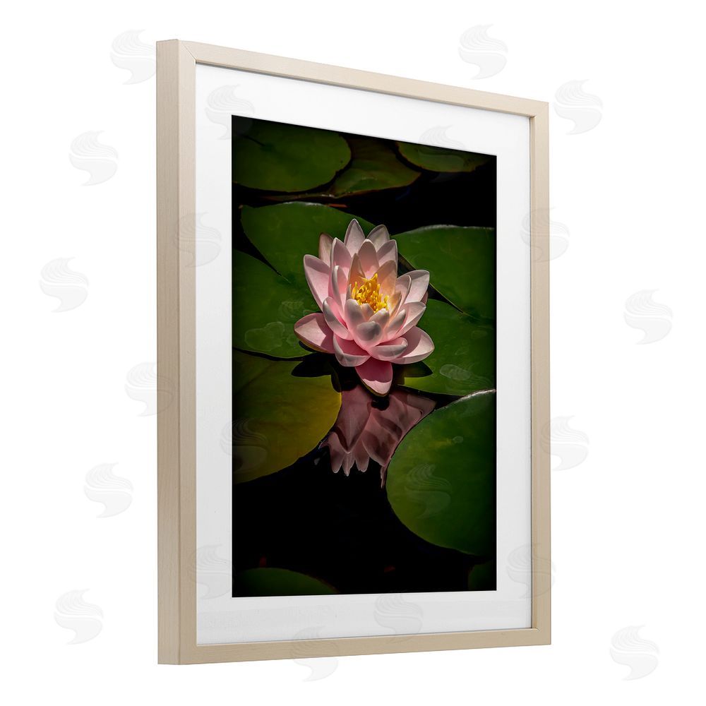 Phillip Flowers Pink Lotus Among Lily Pads Brown Framed Print Under Glass Wall Art