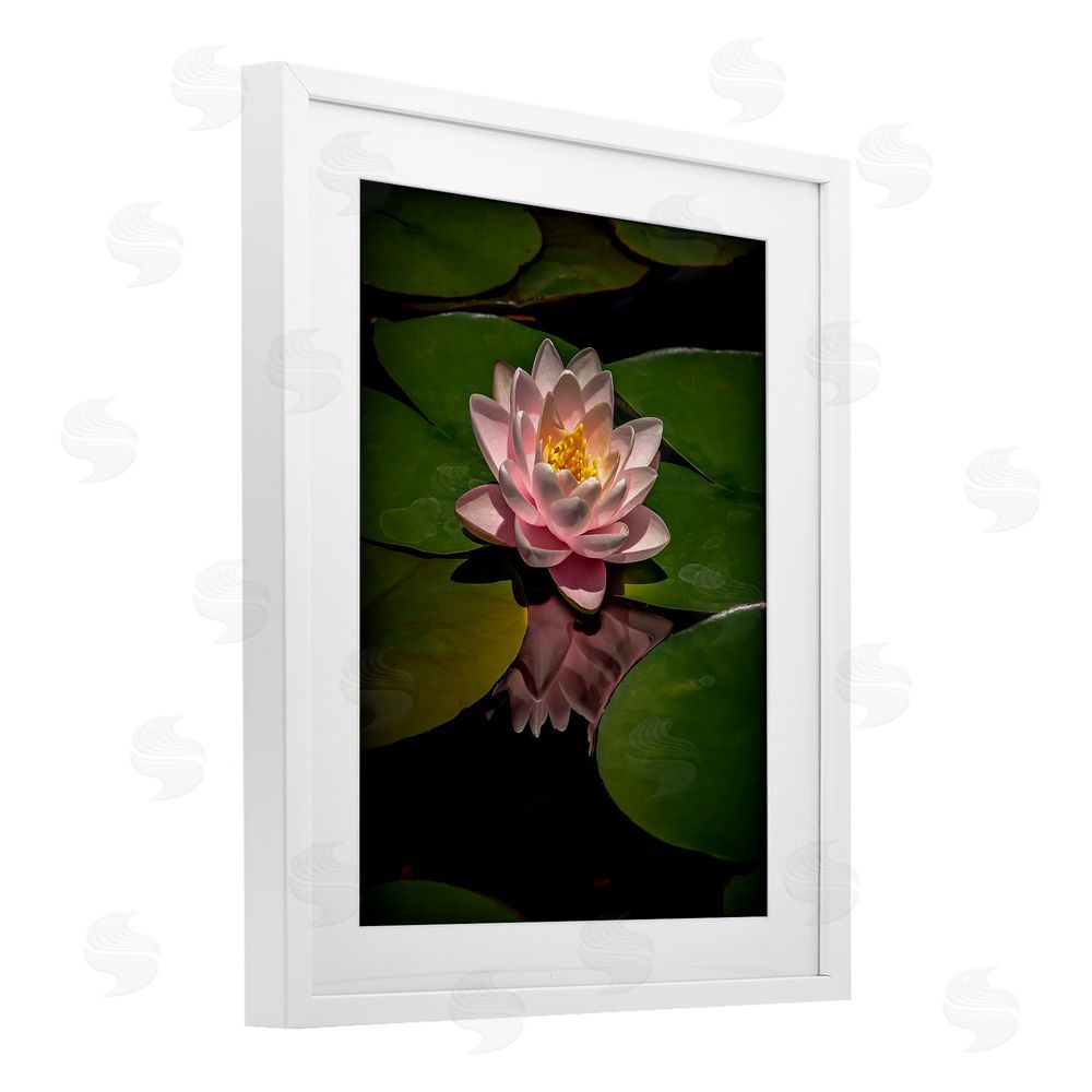 Phillip Flowers Pink Lotus Among Lily Pads White Framed Print Under Glass Wall Art