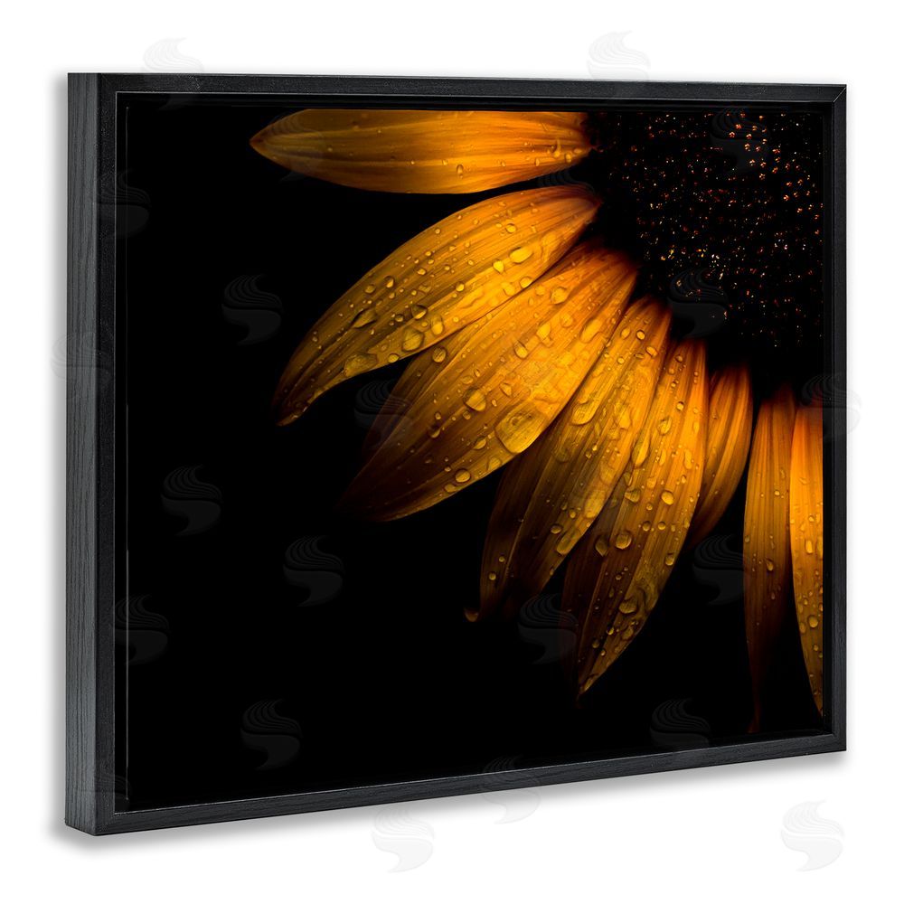 Brian Carson Photography Water Droplets on Sunflower Black Floating Frame Canvas Wall Art Print