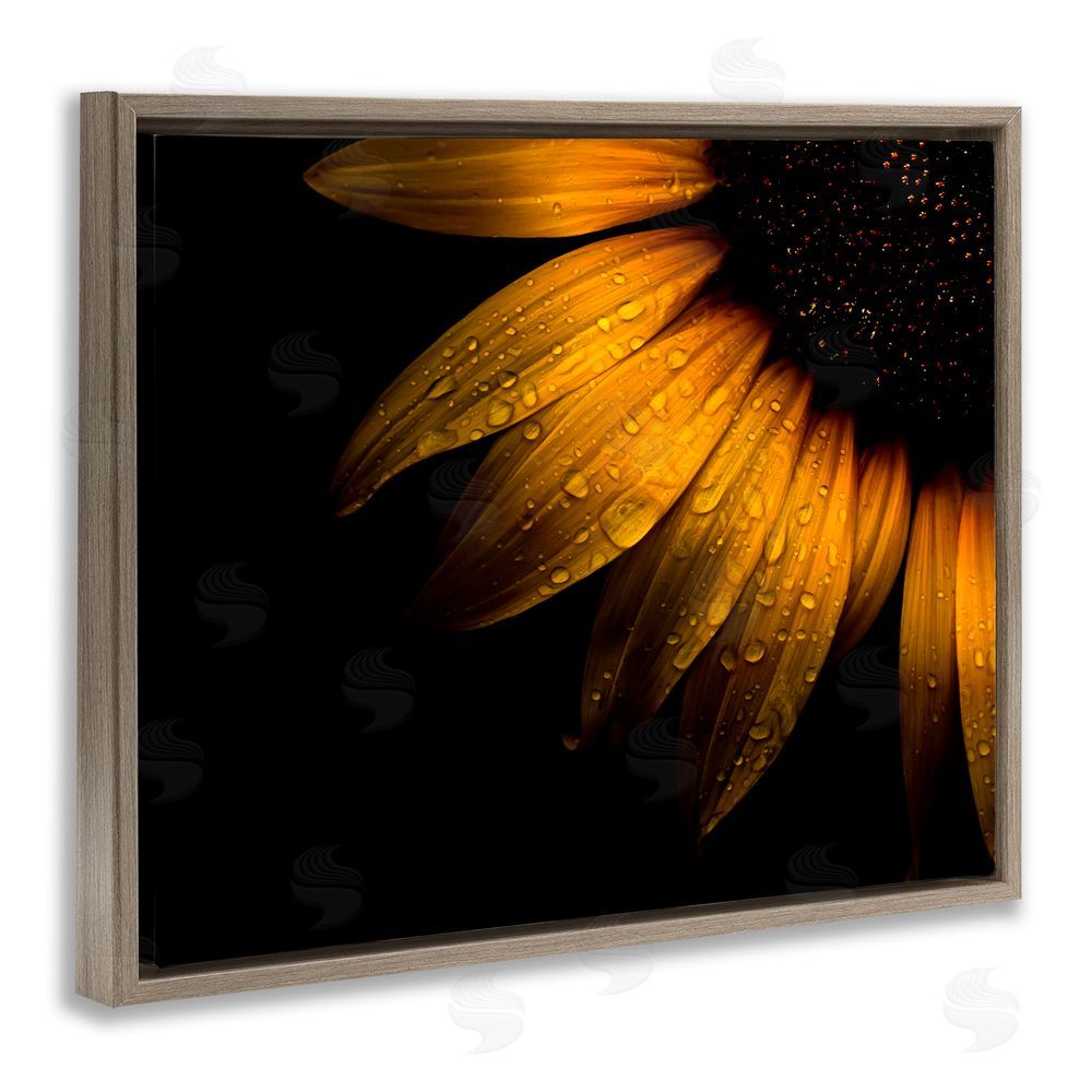 Brian Carson Photography Water Droplets on Sunflower Brown Floating Frame Canvas Wall Art Print