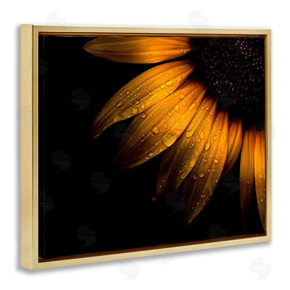 Brian Carson Photography Water Droplets on Sunflower Gold Floating Frame Canvas Wall Art Print