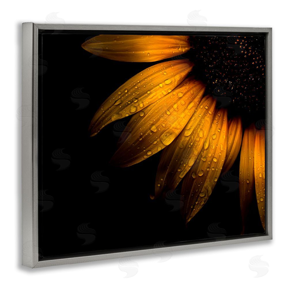 Brian Carson Photography Water Droplets on Sunflower Gray Floating Frame Canvas Wall Art Print