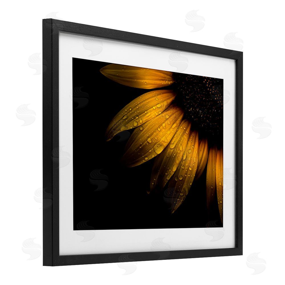 Brian Carson Photography Water Droplets on Sunflower Black Framed Print Under Glass Wall Art