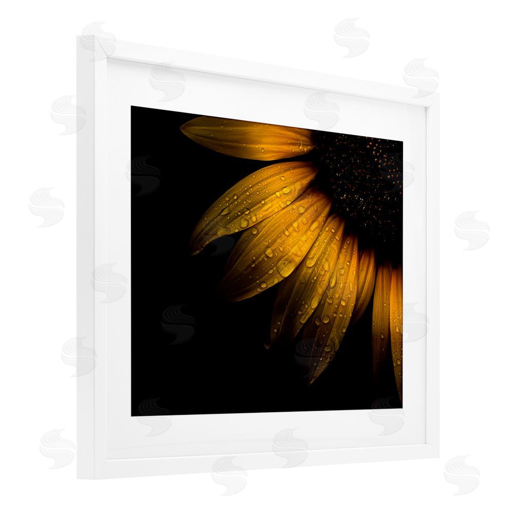 Brian Carson Photography Water Droplets on Sunflower White Framed Print Under Glass Wall Art