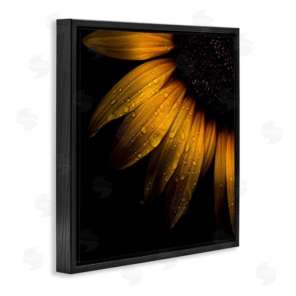 Brian Carson Photography Sunflower Detail with Droplets Black Floating Frame Canvas Wall Art Print