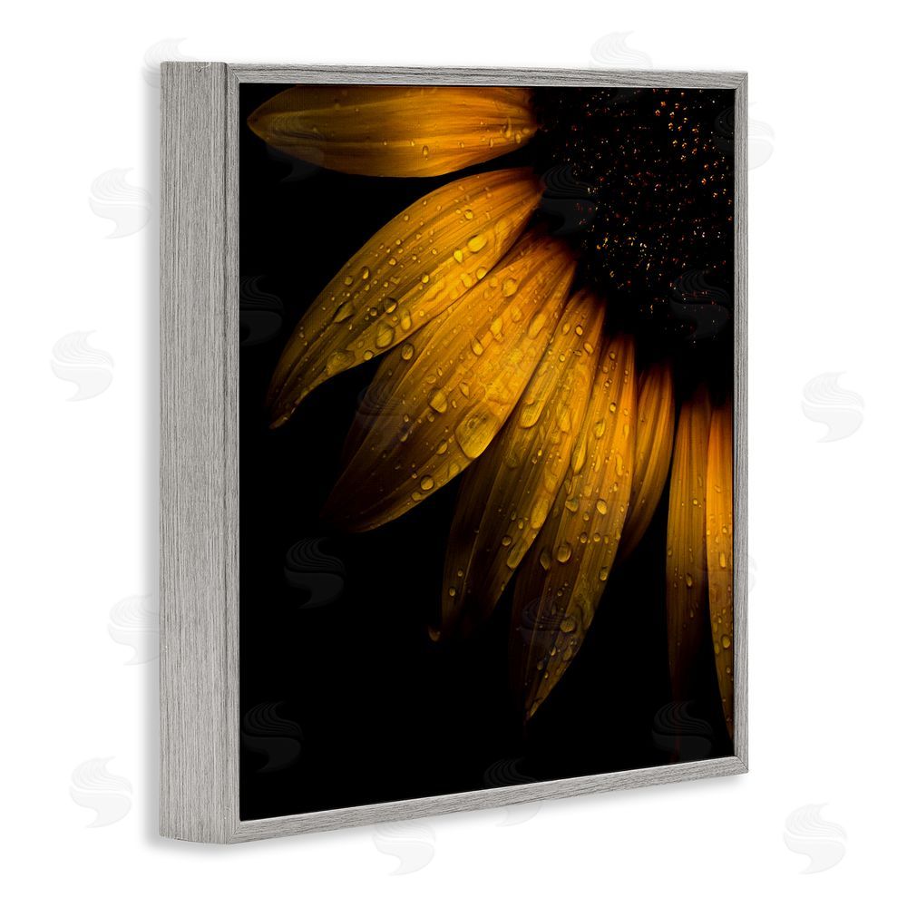 Brian Carson Photography Sunflower Detail with Droplets Gray Framed Giclee Print Wall Art