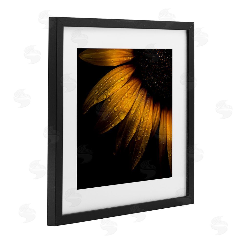 Brian Carson Photography Sunflower Detail with Droplets Black Framed Print Under Glass Wall Art
