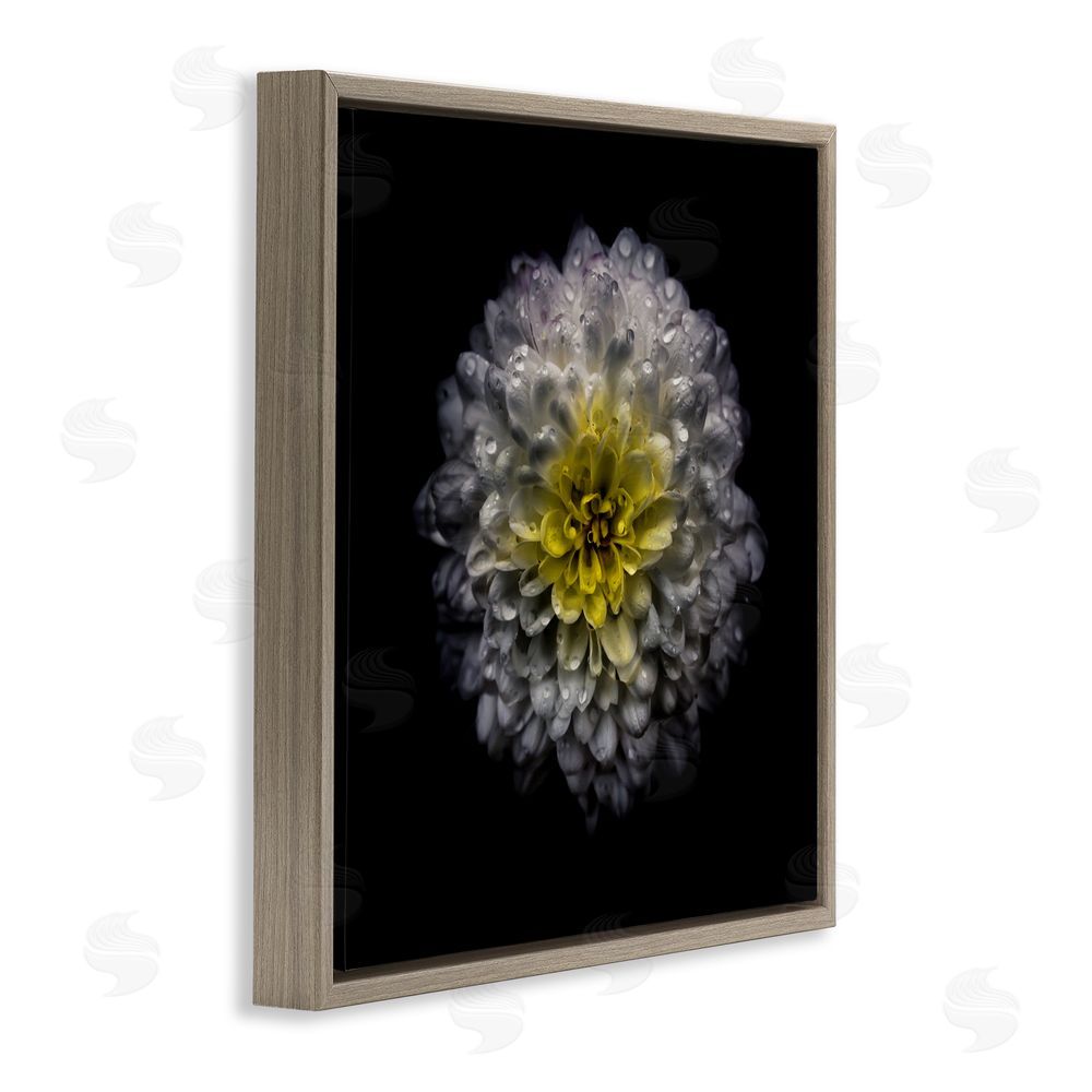 Brian Carson Photography White And Yellow Mum Brown Floating Frame Canvas Wall Art Print