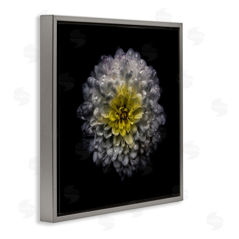 Brian Carson Photography White And Yellow Mum Gray Floating Frame Canvas Wall Art Print