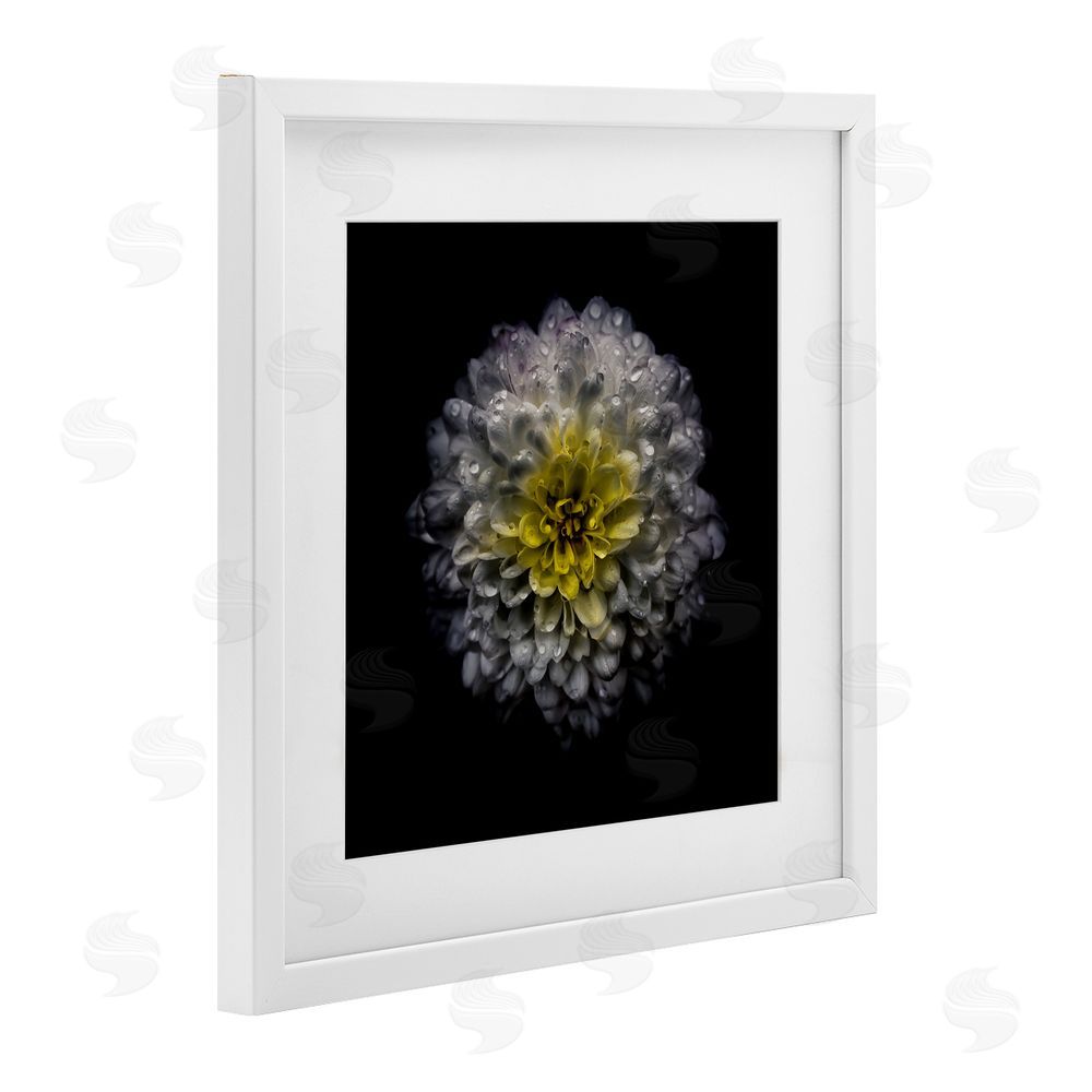 Brian Carson Photography White And Yellow Mum White Framed Print Under Glass Wall Art