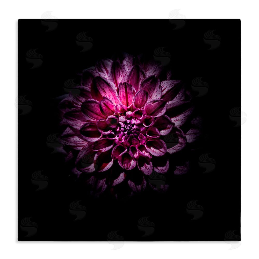 Brian Carson Photography Purple Dahlia Dark Contemporary Stretched Canvas Wall Art Print