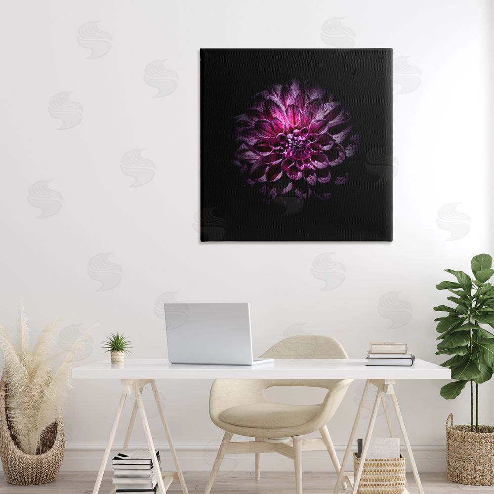 Brian Carson Photography Purple Dahlia Dark Contemporary Stretched Canvas Wall Art Print in Room