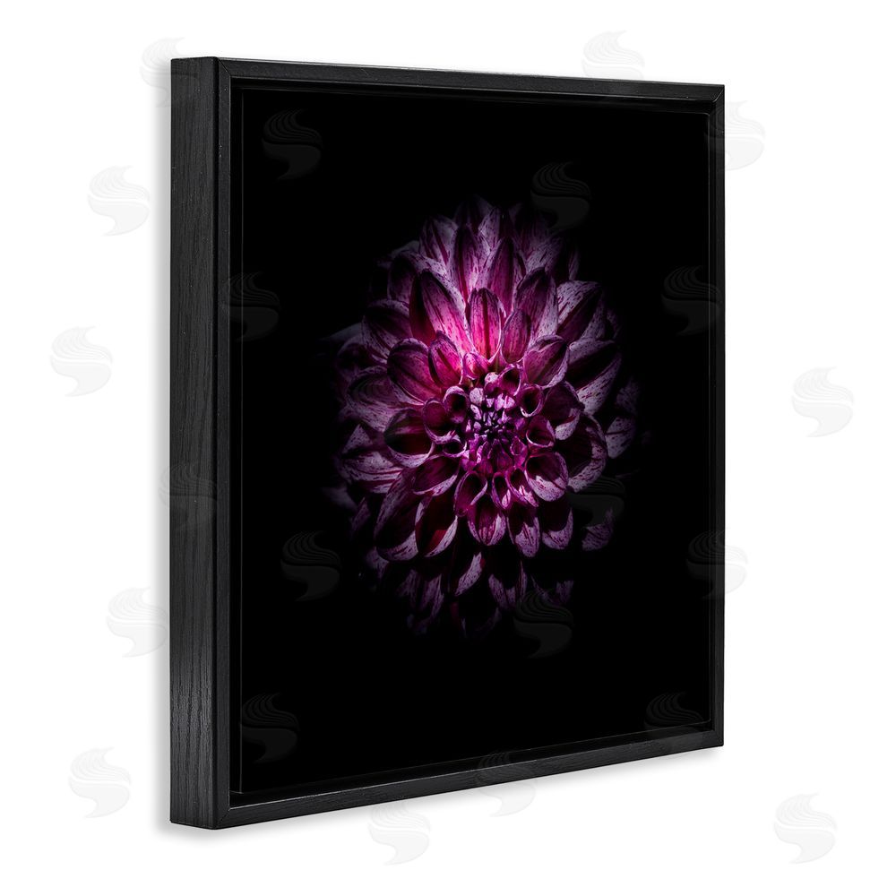 Brian Carson Photography Purple Dahlia Dark Contemporary Black Floating Frame Canvas Wall Art Print