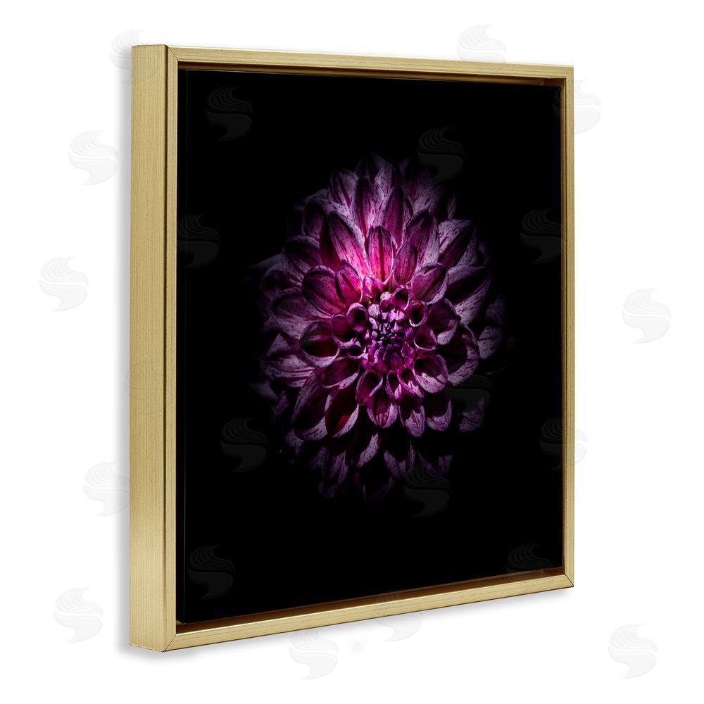 Brian Carson Photography Purple Dahlia Dark Contemporary Gold Floating Frame Canvas Wall Art Print