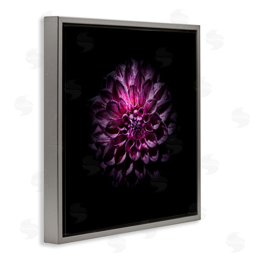 Brian Carson Photography Purple Dahlia Dark Contemporary Gray Floating Frame Canvas Wall Art Print
