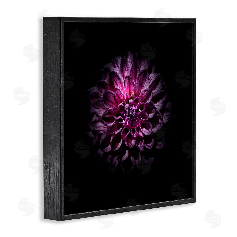 Brian Carson Photography Purple Dahlia Dark Contemporary Black Framed Giclee Print Wall Art