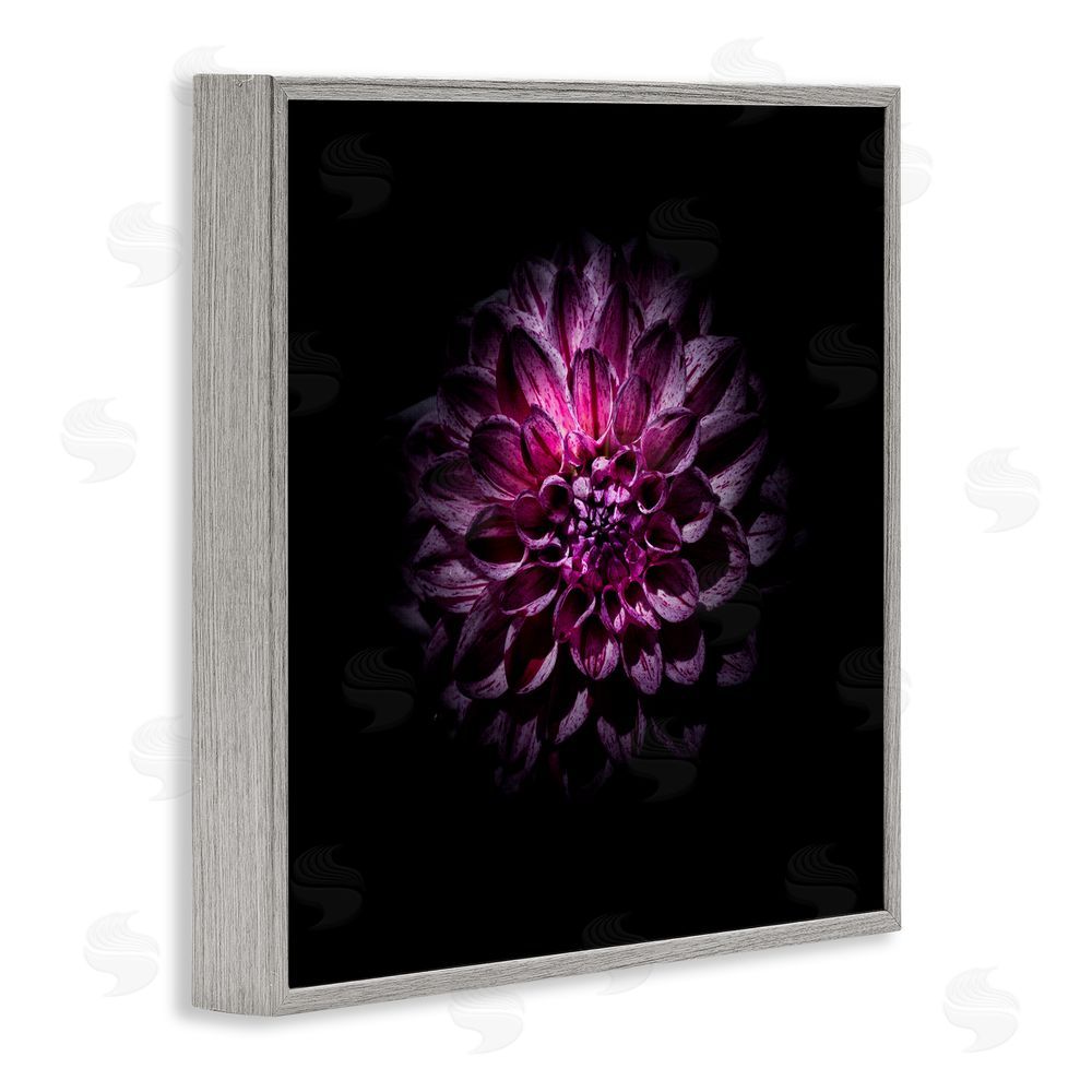 Brian Carson Photography Purple Dahlia Dark Contemporary Gray Framed Giclee Print Wall Art
