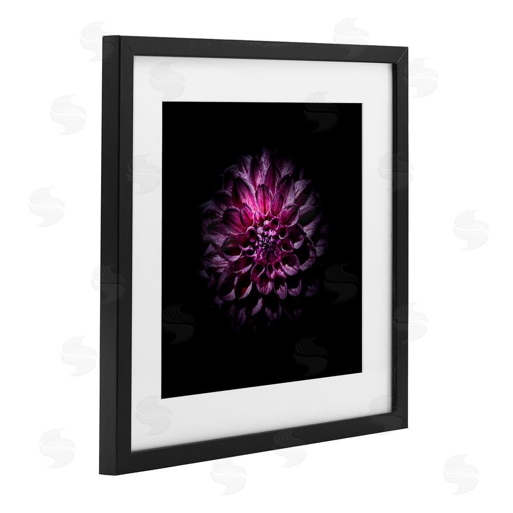 Brian Carson Photography Purple Dahlia Dark Contemporary Black Framed Print Under Glass Wall Art