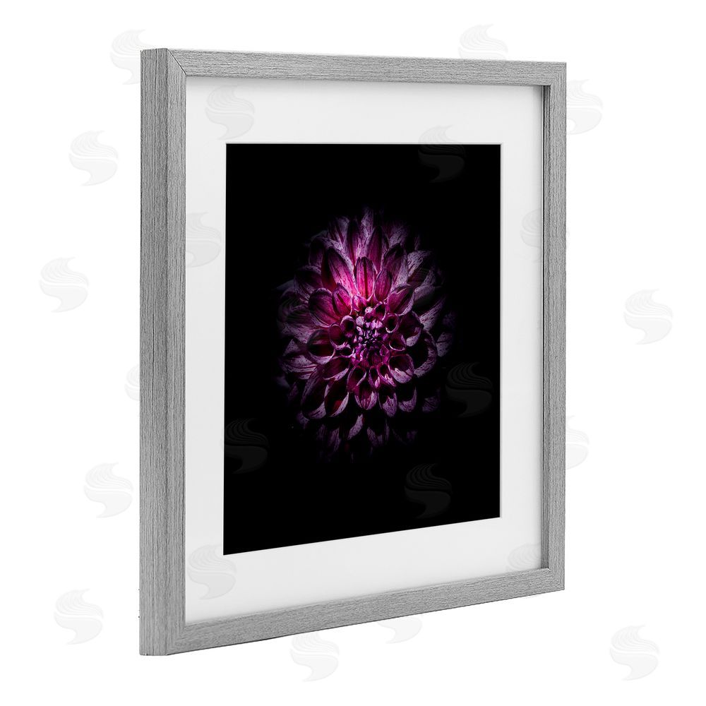 Brian Carson Photography Purple Dahlia Dark Contemporary Gray Framed Print Under Glass Wall Art