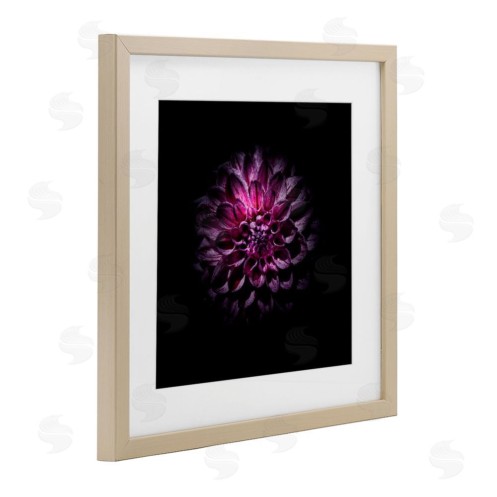 Brian Carson Photography Purple Dahlia Dark Contemporary Brown Framed Print Under Glass Wall Art