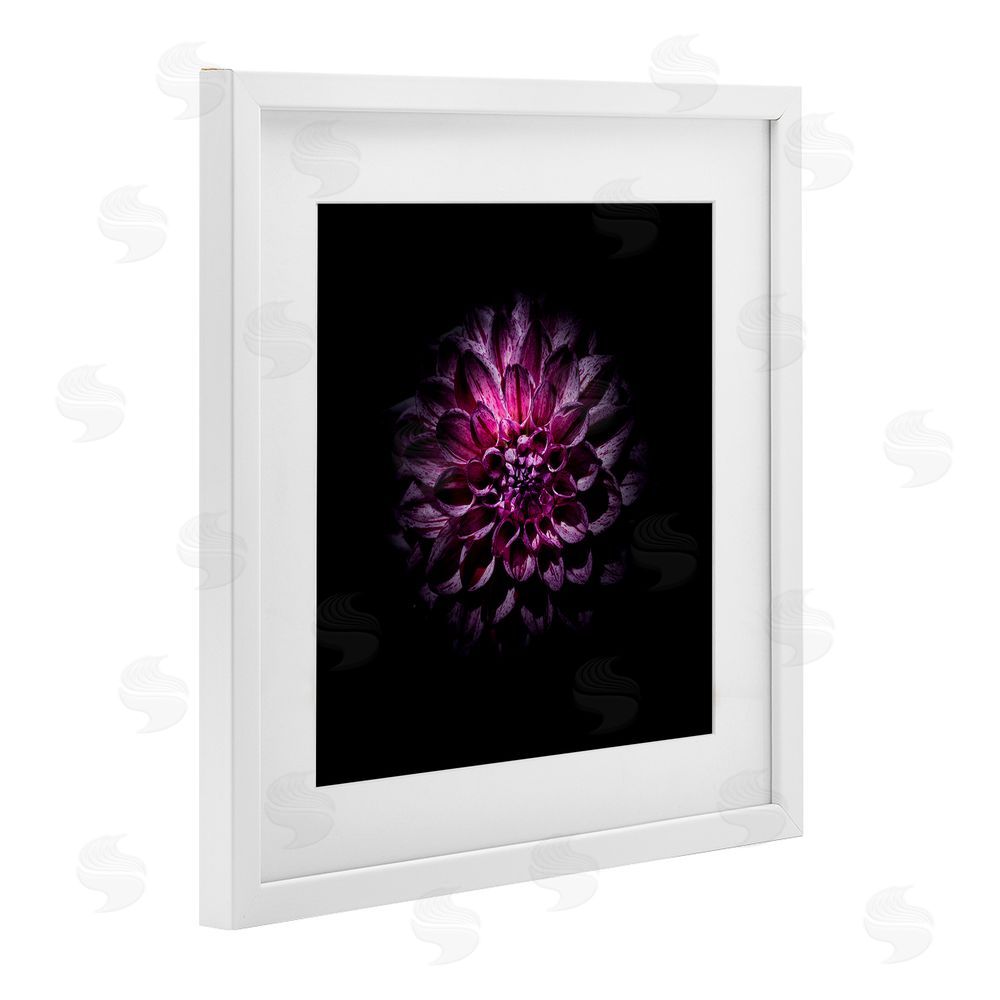 Brian Carson Photography Purple Dahlia Dark Contemporary White Framed Print Under Glass Wall Art