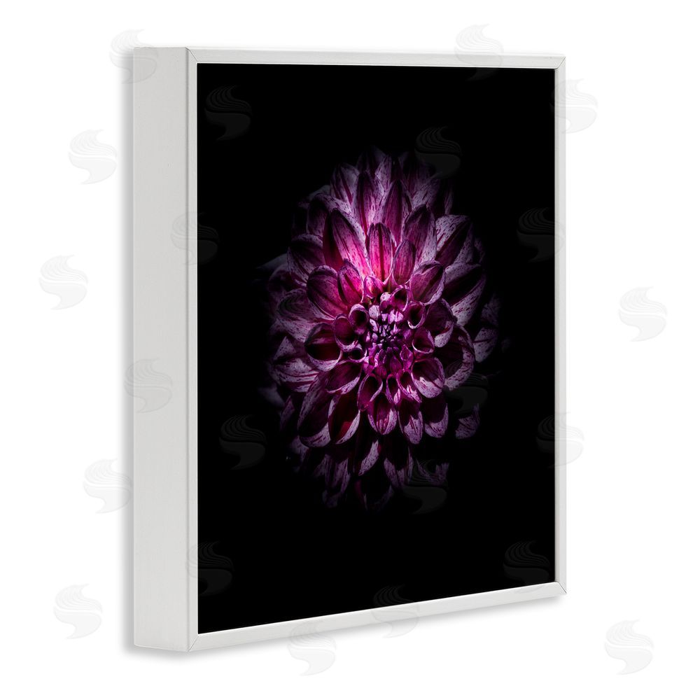 Brian Carson Photography Purple Dahlia Dark Contemporary White Framed Giclee Print Wall Art