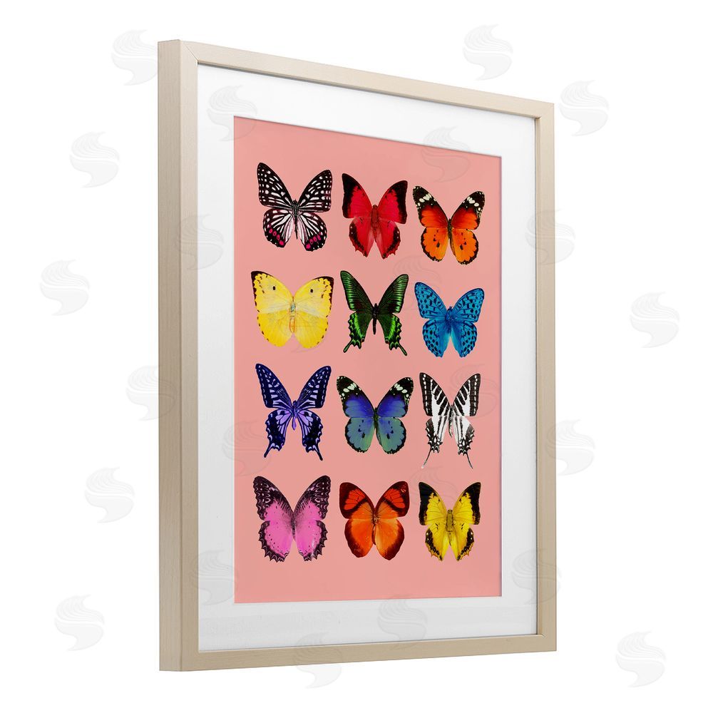 LISH Creative Butterfly Species on Pink Brown Framed Print Under Glass Wall Art