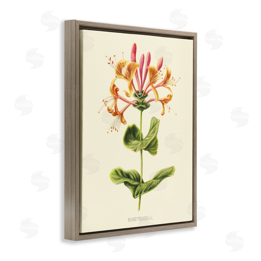 Connie Resch Honeysuckle Vintage Illustration Brown Floating Frame Canvas Wall Art Print