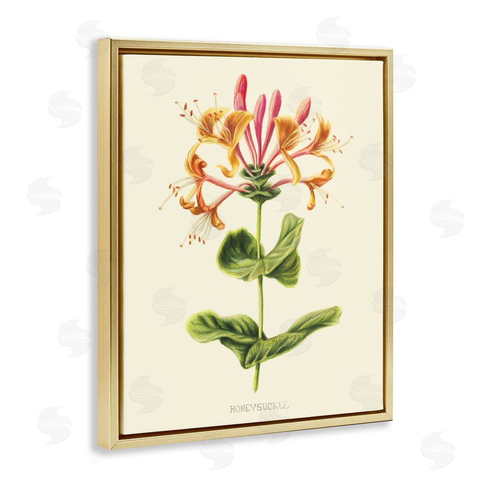 Connie Resch Honeysuckle Vintage Illustration Gold Floating Frame Canvas Wall Art Print