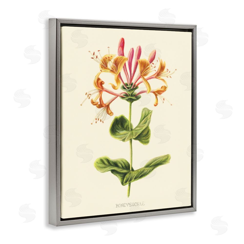 Connie Resch Honeysuckle Vintage Illustration Gray Floating Frame Canvas Wall Art Print