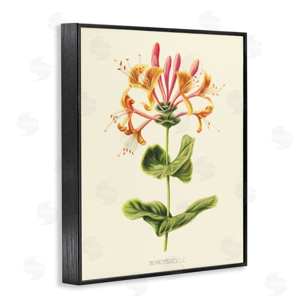 Connie Resch Honeysuckle Vintage Illustration Black Framed Giclee Wall Art Print