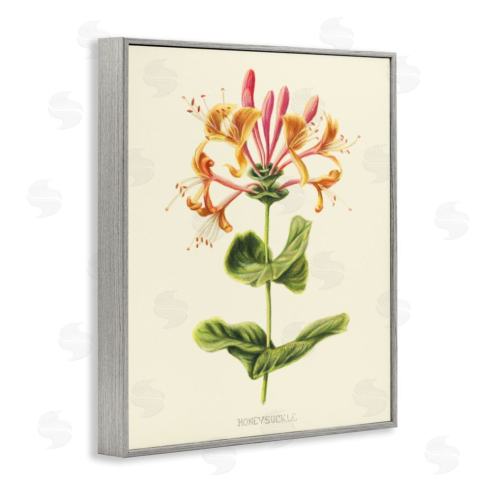 Connie Resch Honeysuckle Vintage Illustration Gray Framed Giclee Wall Art Print