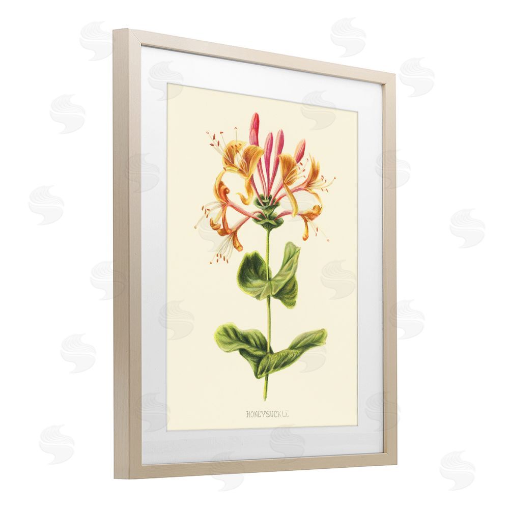 Connie Resch Honeysuckle Vintage Illustration Birch Framed Print Under Glass Wall Art