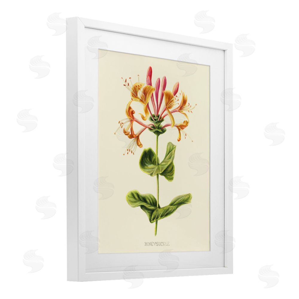 Connie Resch Honeysuckle Vintage Illustration White Framed Print Under Glass Wall Art
